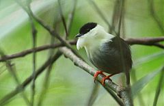 White-bearded Manakin